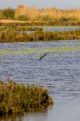 stork initiating flight in water lagoon