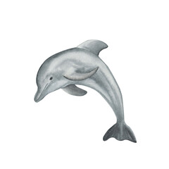 Dolphin watercolor illustration. Ocean. Sea. Postcard.
