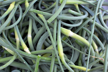 Garlic arrows are collected