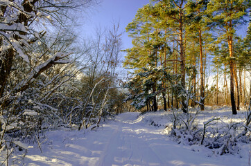 Road through the snowy forest in winter