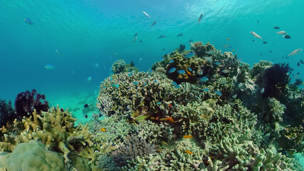 Naklejka na ściany i meble The Underwater World of the with Colored Fish and a Coral Reef. Tropical reef marine. Philippines.