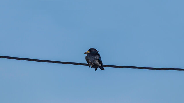 the Corvus frugilegus bird sits on a power cable