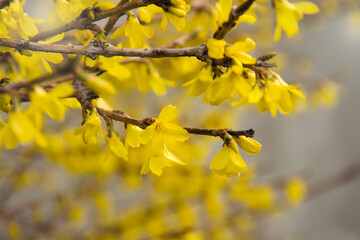 yellow flowers in spring macro image of a branch of flowering forsythia shrub close-up