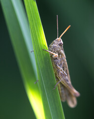 Konik Polny na liściu