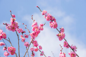 春の訪れ、梅の花