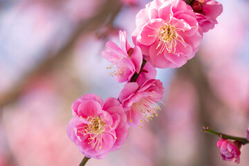 春の訪れ、梅の花
