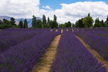 Naklejka na ściany i meble Panoramic View Of Purple Flowering Plants On Field Against Sky
