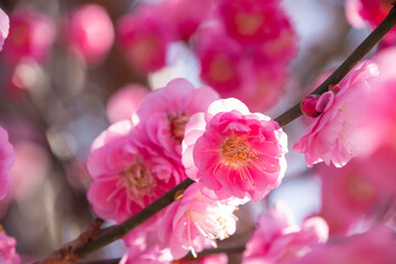 Fototapeta na wymiar 春の訪れ、梅の花