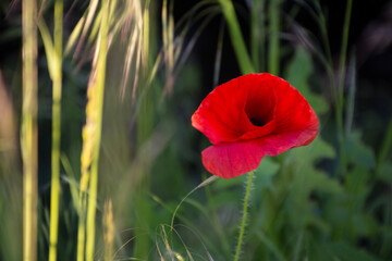 kwiat maku w trawie © Andrzej Michaluk