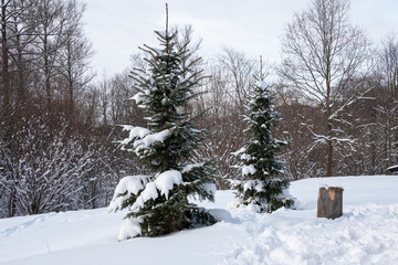 Winter landscape. Two conifer trees covered with snow. 