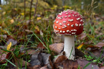 Mushroom in the forest.