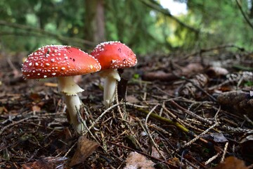 Mushroom in the forest.