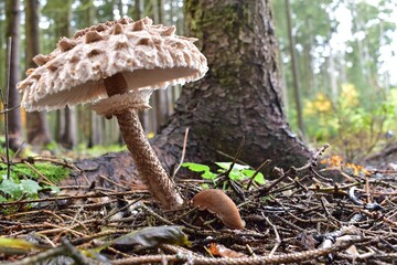Mushroom in the forest.