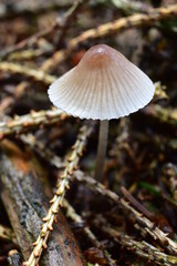 Mushroom in the forest.