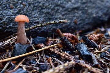 Mushroom in the forest.
