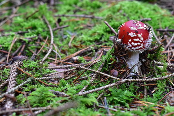 Mushroom in the forest.