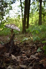 mushroom in the forest
