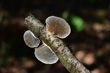 Mushroom in the forest.