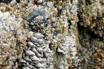 Gooseneck barnacle on a Canadian coastline