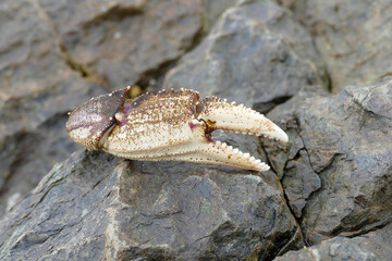Crab claw on a rock.