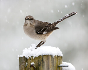 Mockingbird in the snow