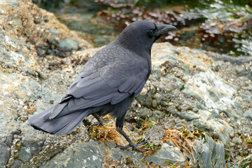 Raven standing on a rocky coastline.