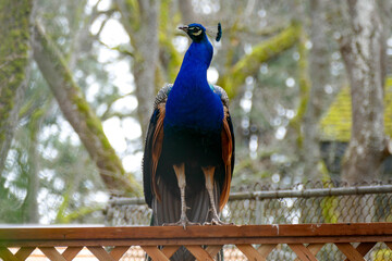 Majestic Peacock keeping watch from ontop of a fence.