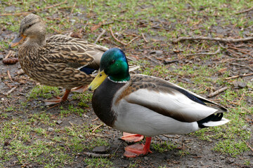 Male and female duck walking through a park.
