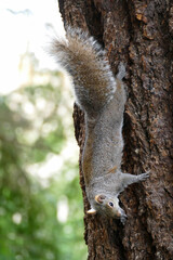 Close-up of a Squirrel climbing down a tree.