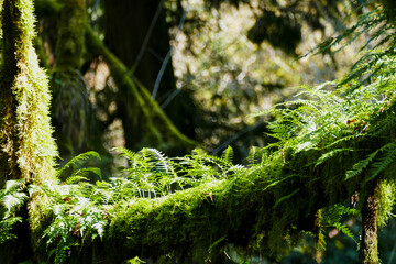 Branch overgrown with fern and moss.
