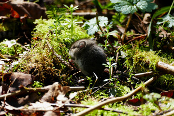 Cute, tiny mice hiding in between moss and leaves.