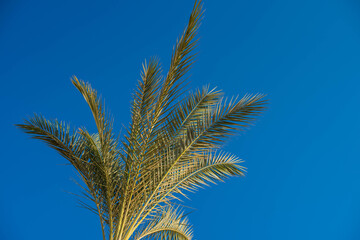 Green palm tree on blue sky background