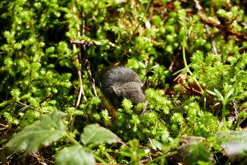 Naklejka na ściany i meble Cute, tiny mice hiding in between moss and leaves.