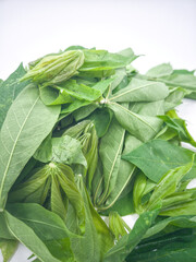 Close up of freshly picked cassava leaves shoots. The shoot is a popular ingredients in Malay cooking or as traditional salad, better known as ulam locally. Selective focus points.