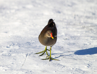 common moorhen (common gallinule)
in the snow