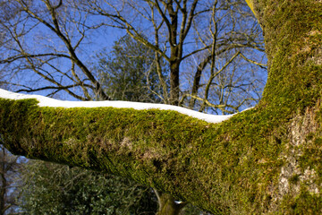 Fototapete bei efototapeten.de bestellen   