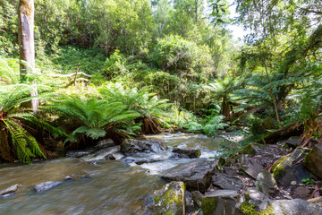 Lilydale water falls Northern Tasmania