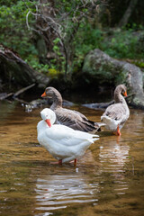Ducks and Geese outside in a pond during the day