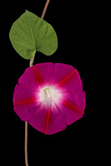 Pink flower of ipomoea, Japanese morning glory, convolvulus, isolated on black background