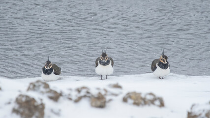 Northern lapwing , also known as the peewit  resting at a river side in a snowy day.