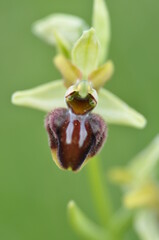 Ophrys araignée