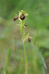 Ophrys araignée