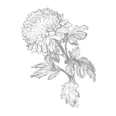 Hand drawn outline hatched sketch of Chrysanthemum flower, leaves and stem isolated on white. Vector monochrome freehand realistic drawing. Design element for floral greeting card, poster, package.
