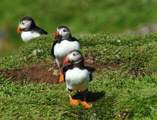 Common Puffins, Island of Lunga, West coast of Scotland, 19th July 2015.