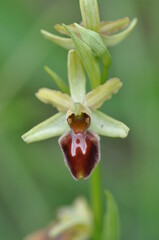 Ophrys araignée