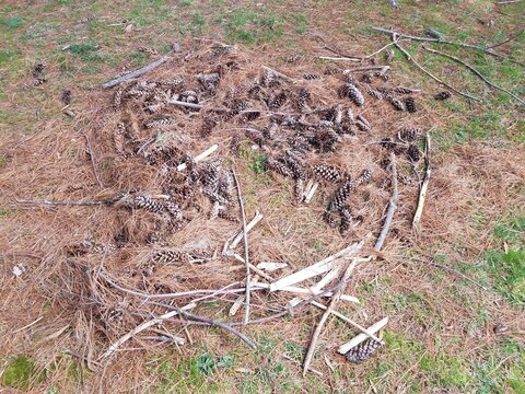 Pile Of Sticks And Pine Cones And Pine Needles