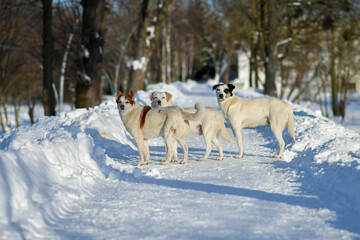 Fototapeta na wymiar Three happy white dogs walking in the park road, enjoying sunny snowywinter. Selective focus.