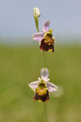 Naklejka na ściany i meble Ophrys bourdon