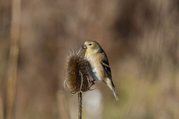American Goldfinch feeding on teasel seeds in a sunny meadow. 