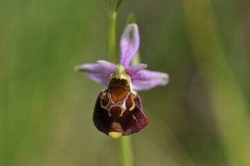 Ophrys bourdon